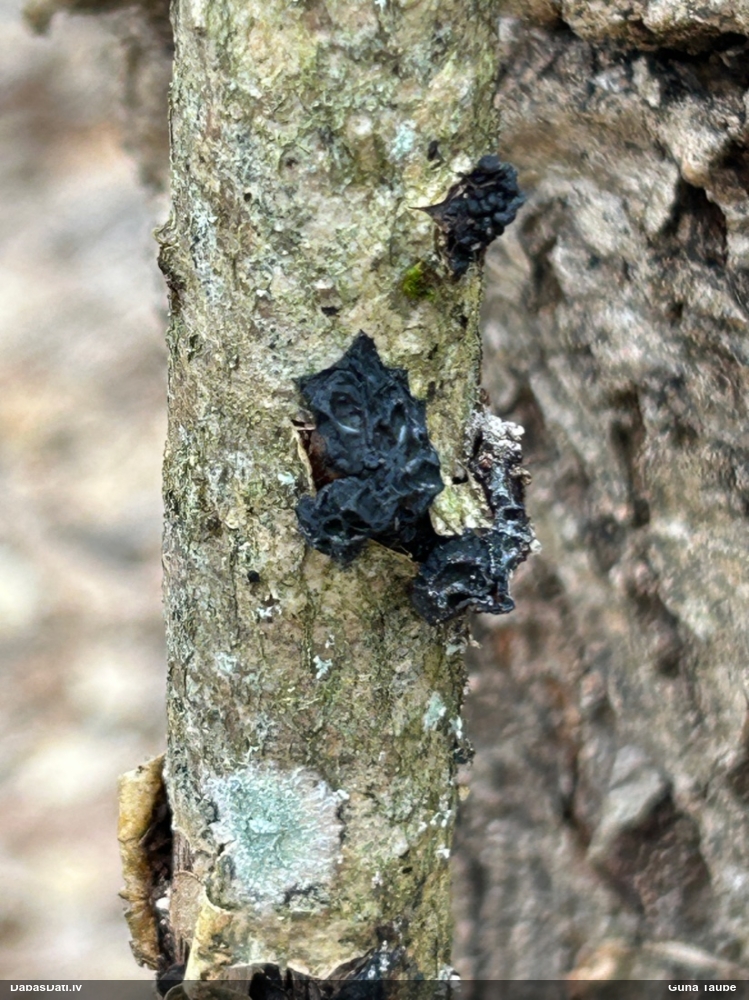 Nošķeltā eksīdija