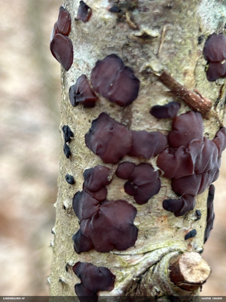 Askusēne (nenoteikta)