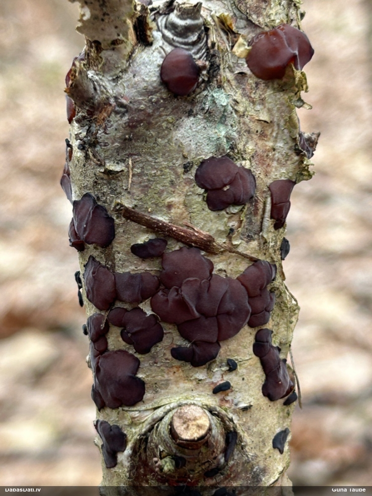 Askusēne (nenoteikta)