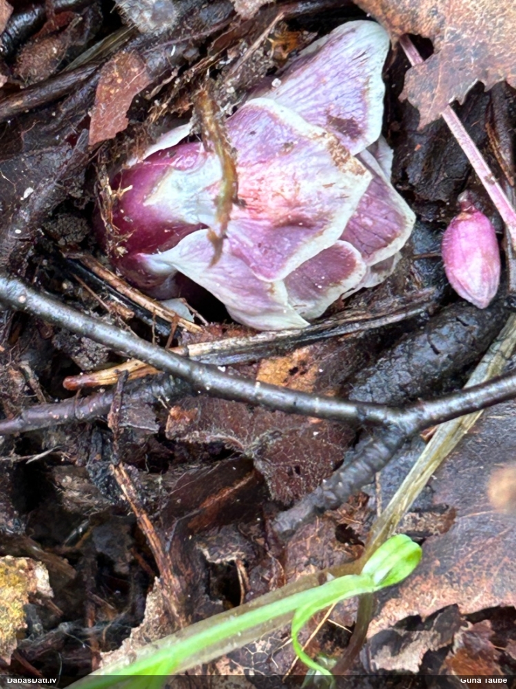 Петров крест чешуйчатый