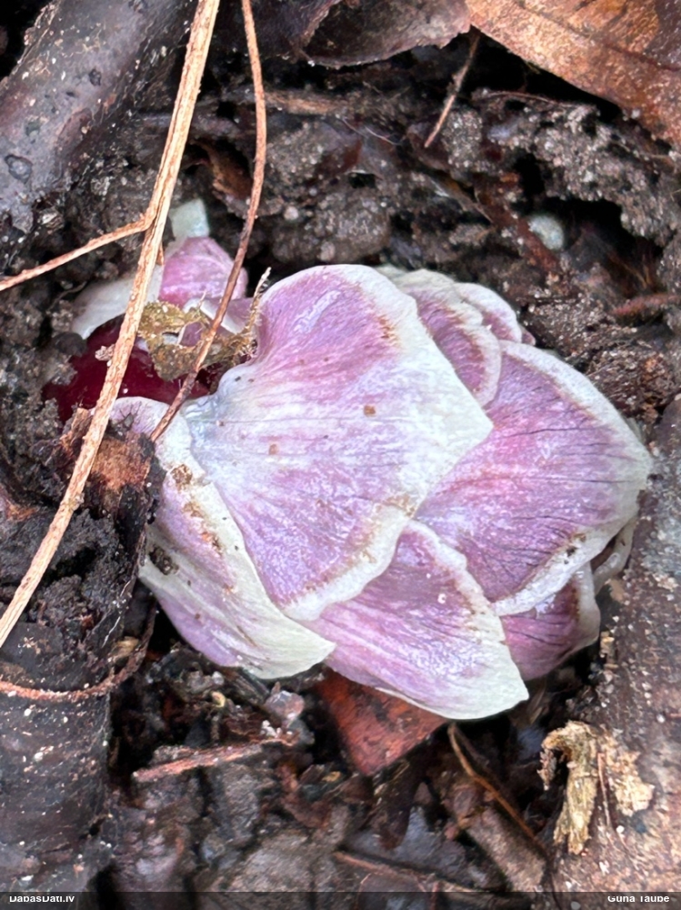 Петров крест чешуйчатый