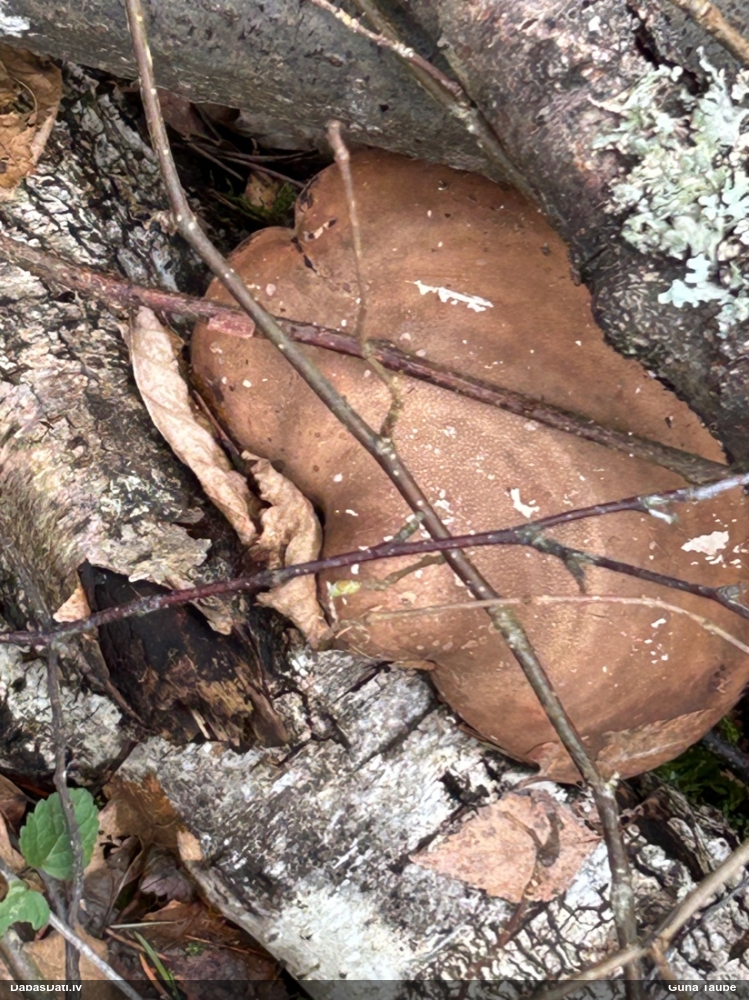 березовый Трутовик