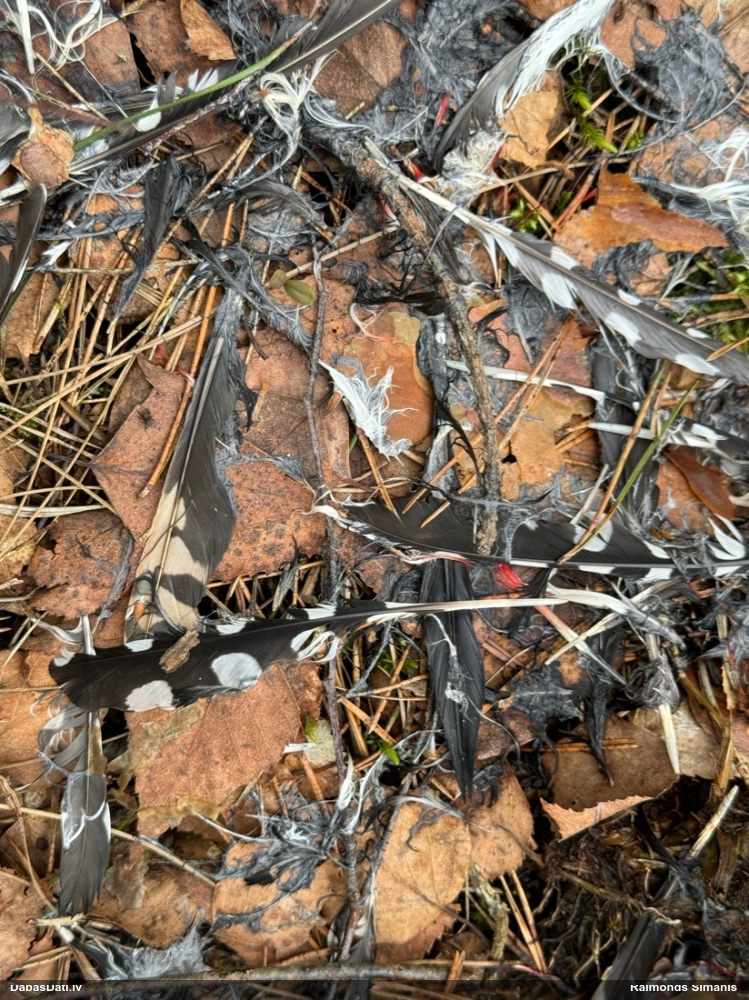 большой пестрый дятел