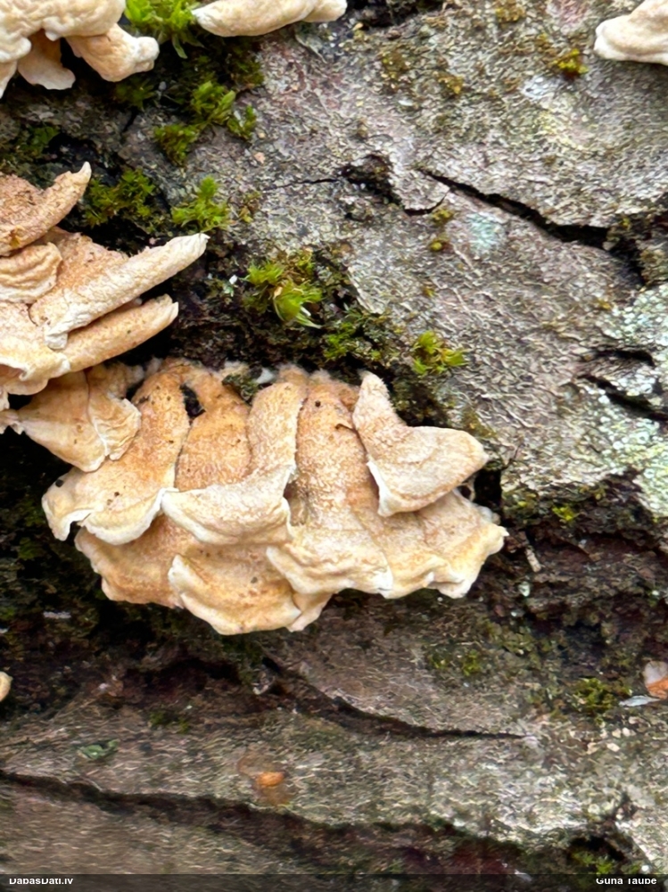 Cirtainā kroklapīte