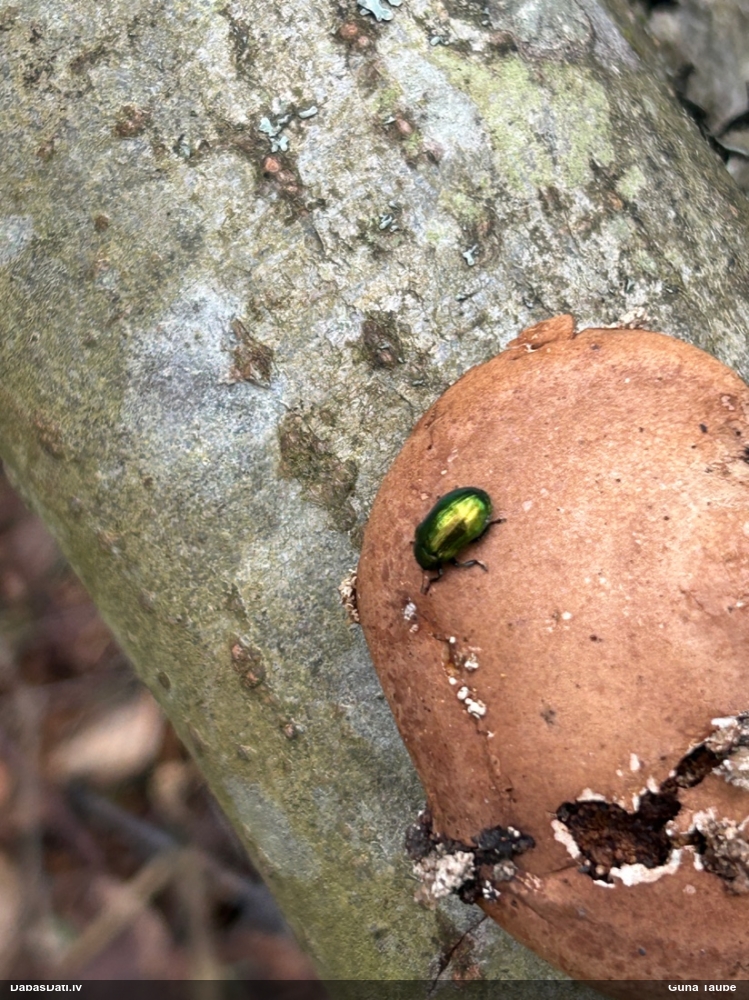 Lapgrauzis Linaeidea aenea
