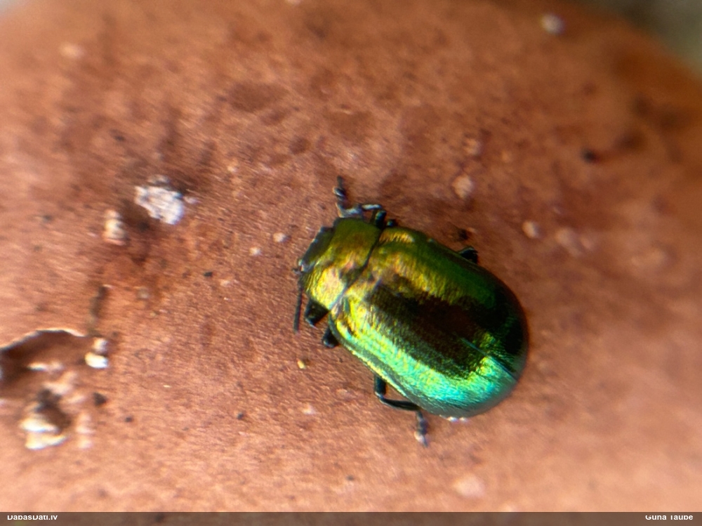 Lapgrauzis Linaeidea aenea