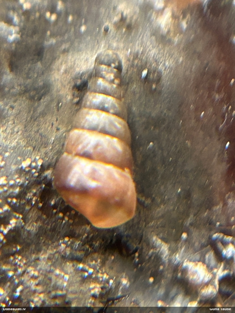 Gludais vārpstiņgliemezis