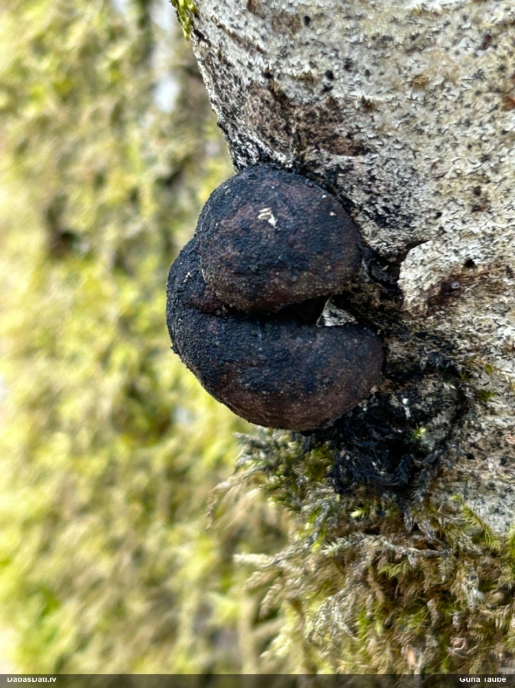 концентрическая далдиния