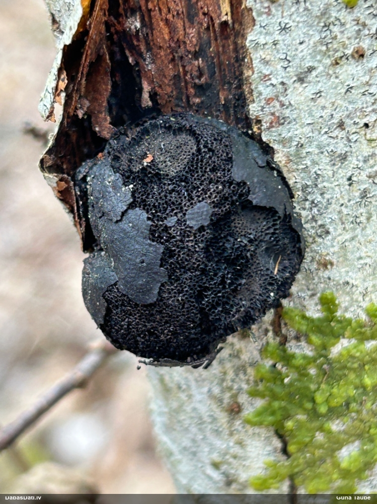 концентрическая далдиния