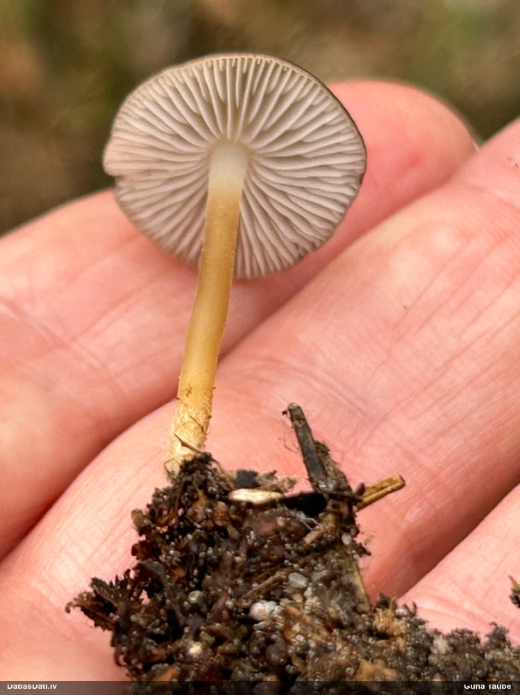 Čiekursēne (nenoteikta)