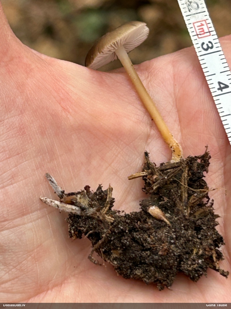 Čiekursēne (nenoteikta)