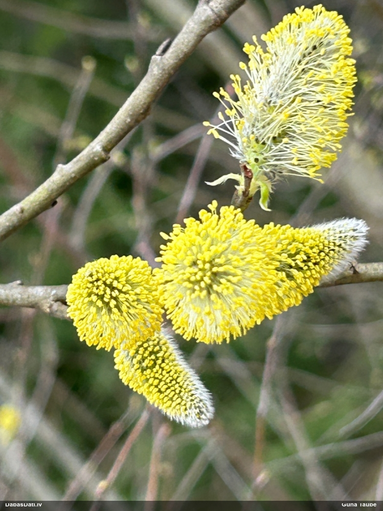 Blīgzna, pūpolvītols