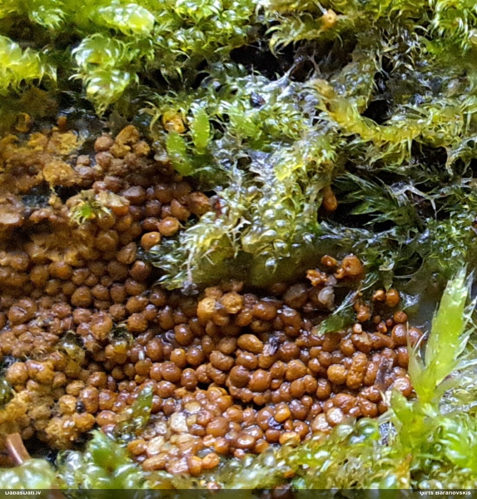 Trihija, hemitrihija (nenoteikta)