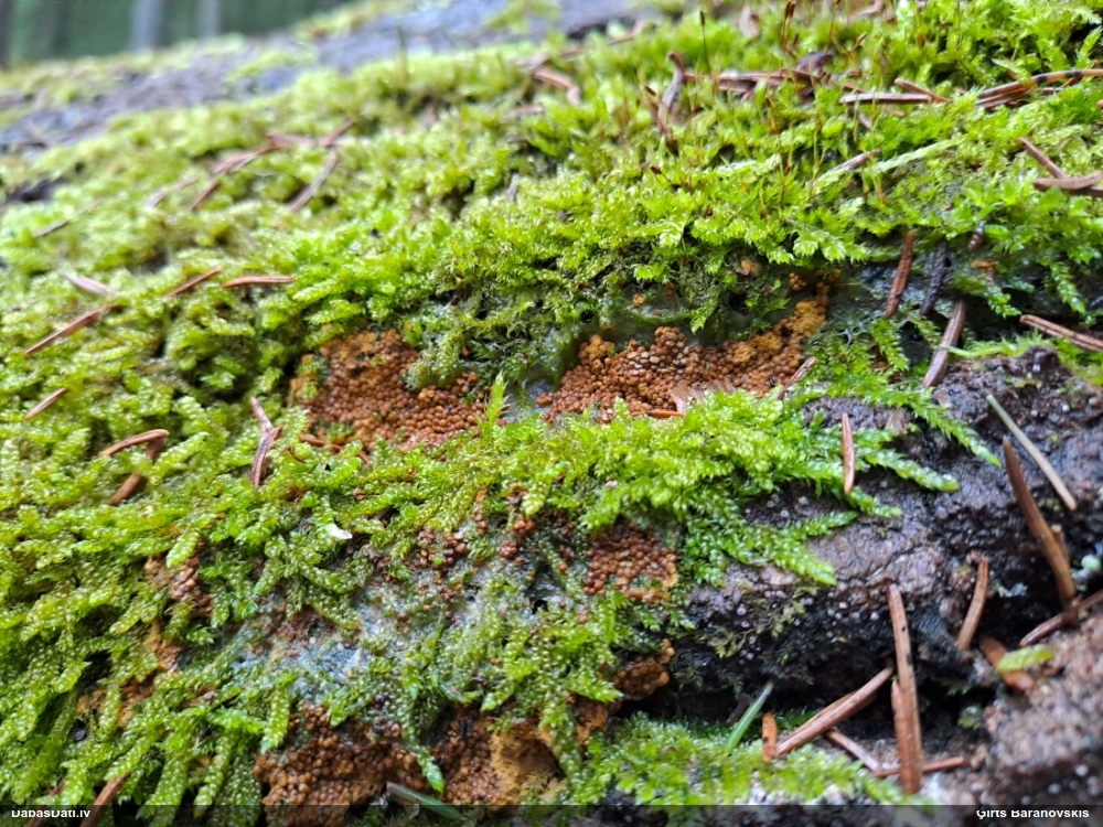 Trihija, hemitrihija (nenoteikta)