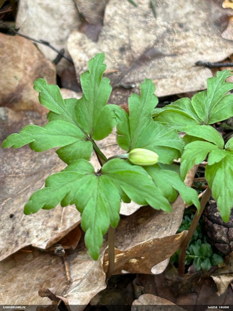 ветреница белая