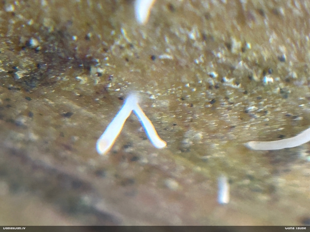 Gļotainā daudzvālīte