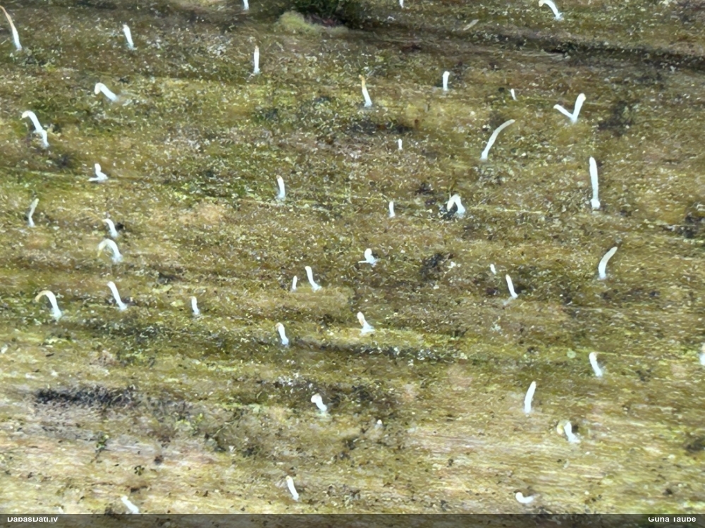 Gļotainā daudzvālīte