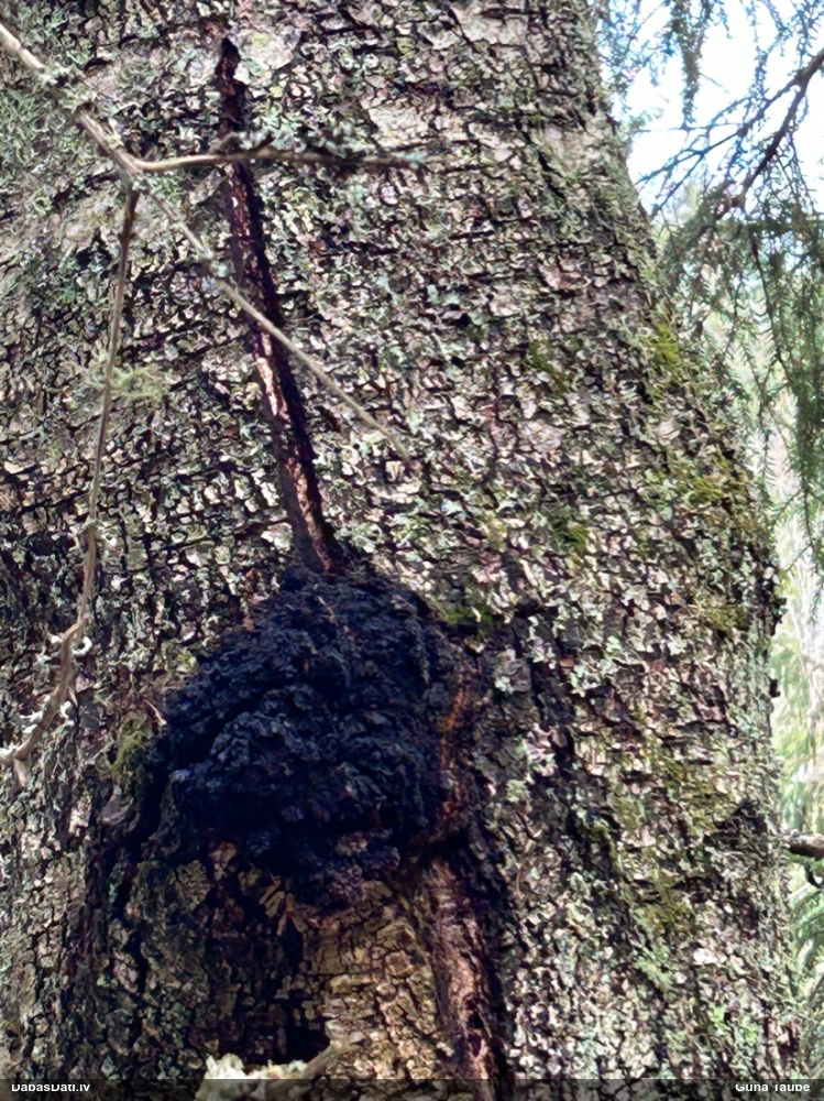 Melnā spulgpiepe, čaga