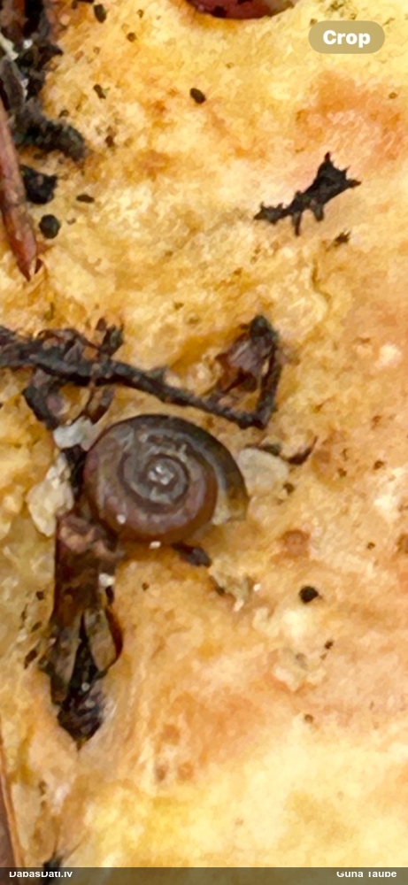 Brūnā rievspolīte