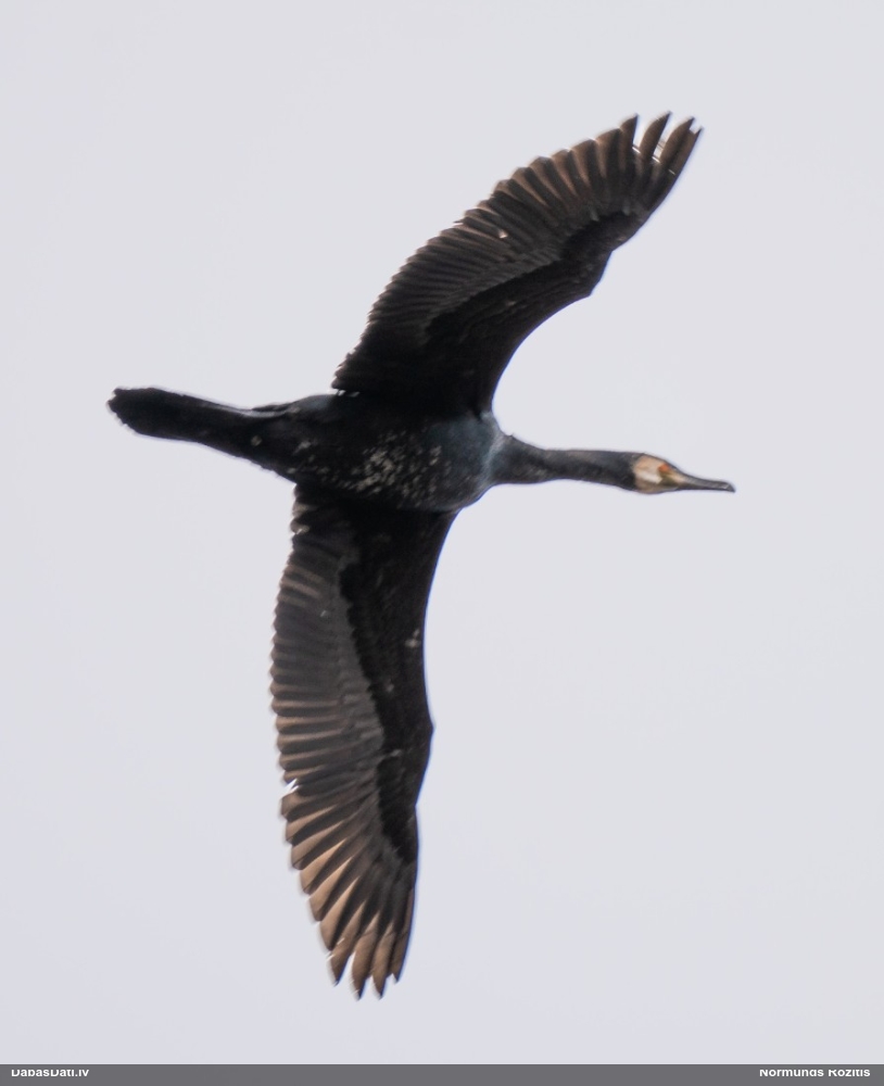 баклан большой