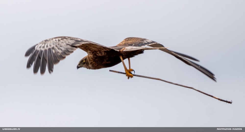 болотный лунь