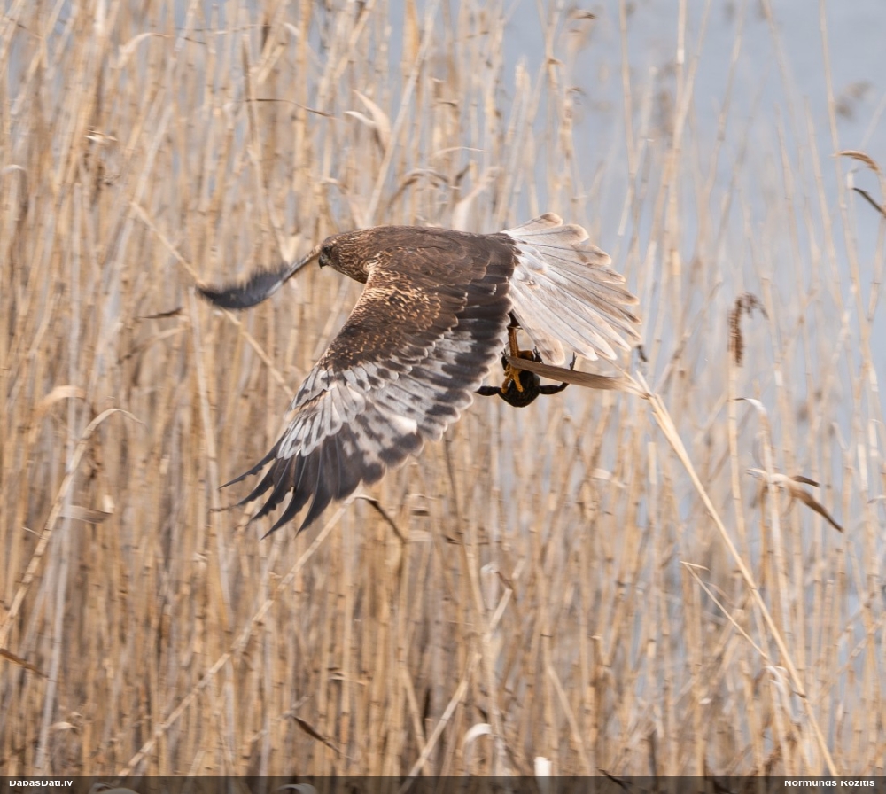 болотный лунь