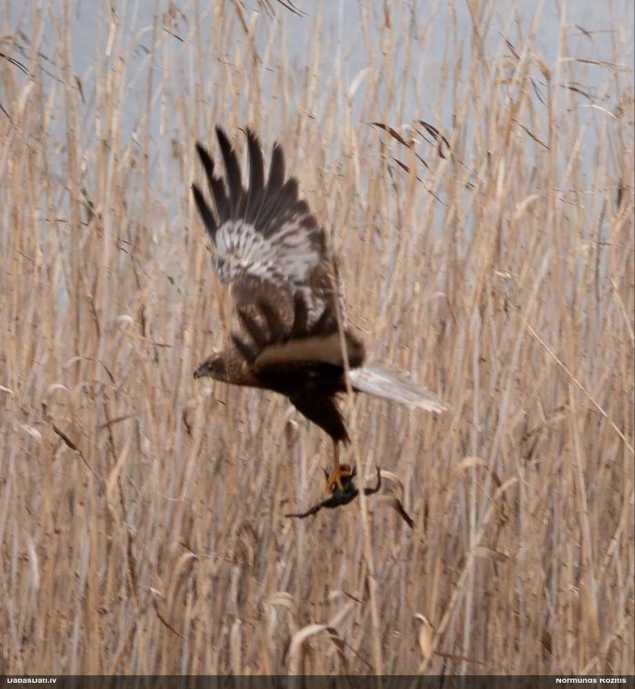 болотный лунь