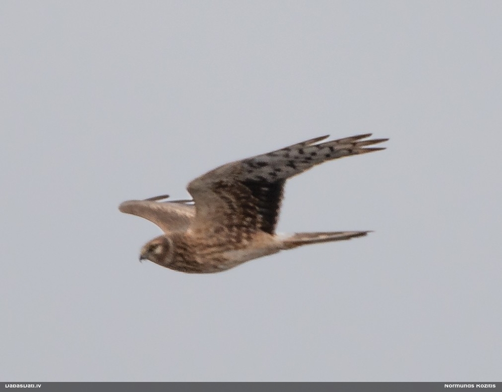 полевой лунь