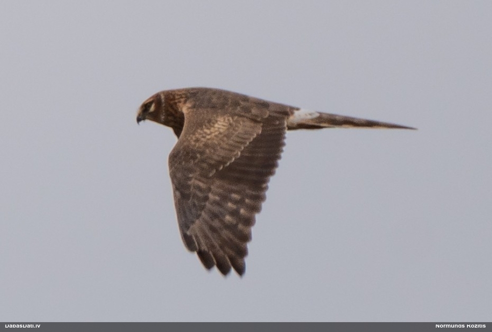 полевой лунь