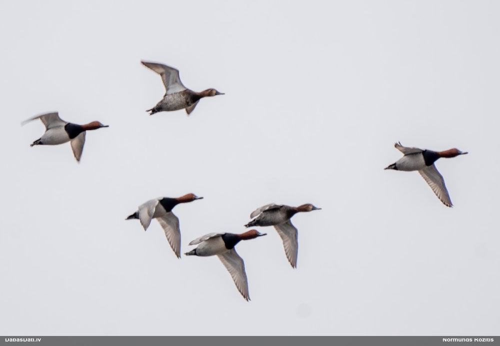 красноголовый нырок