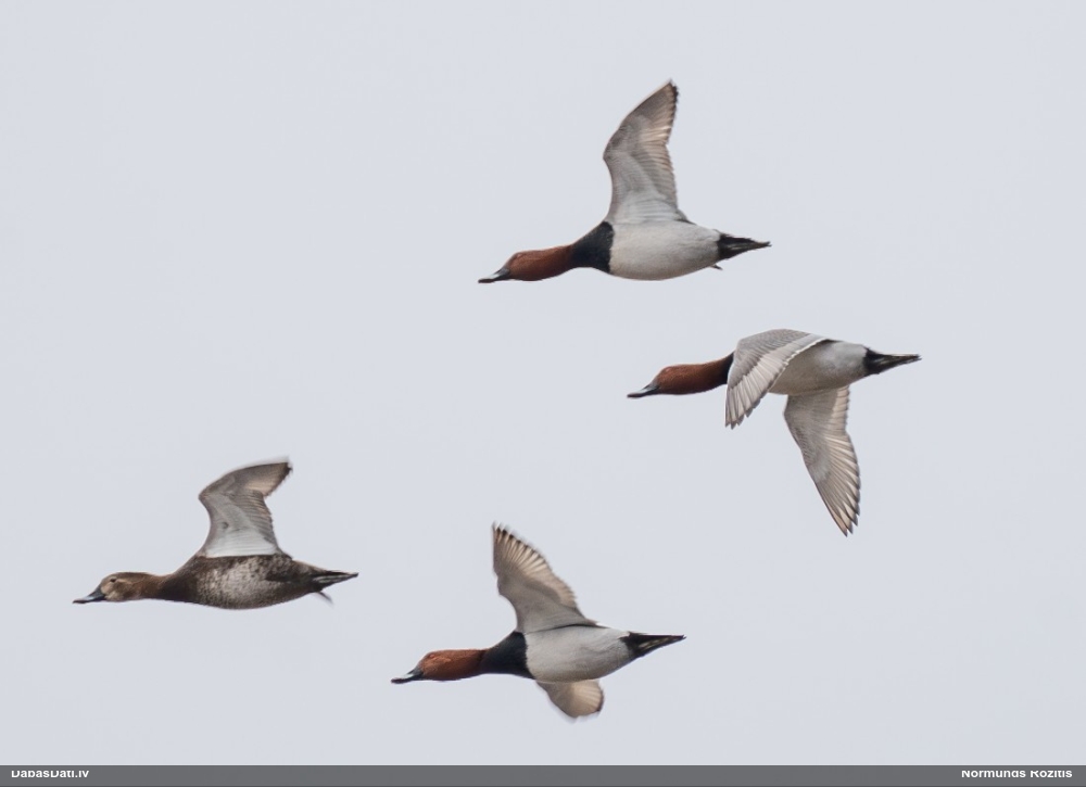 красноголовый нырок