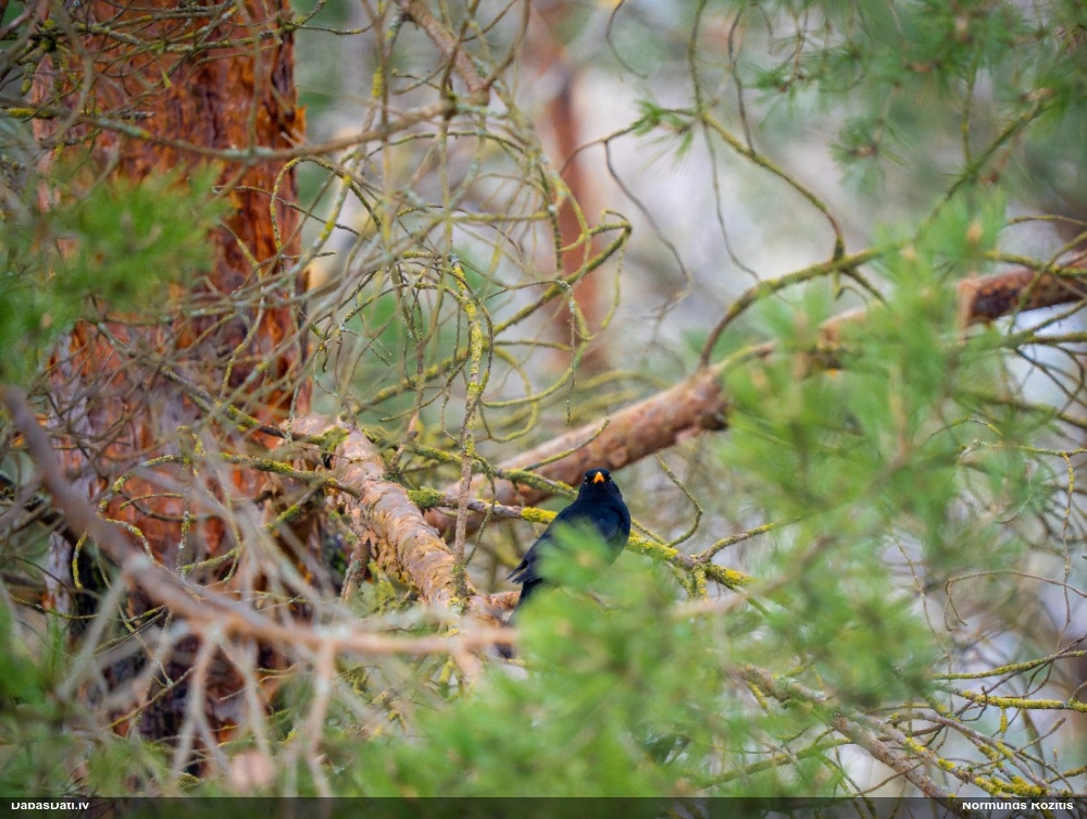 черный дрозд