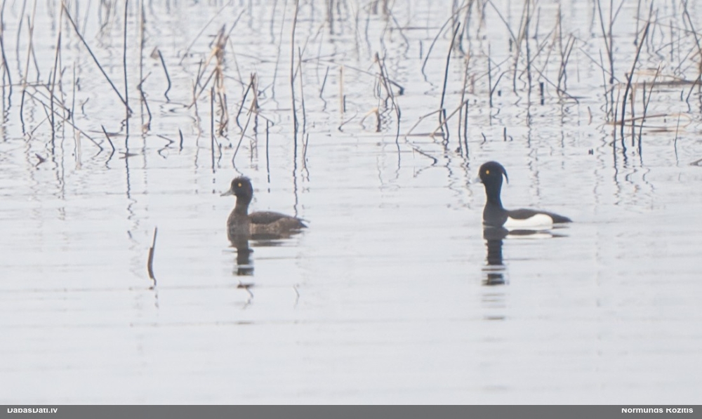 хохлатая чернеть