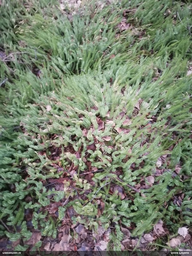 плаун годичный