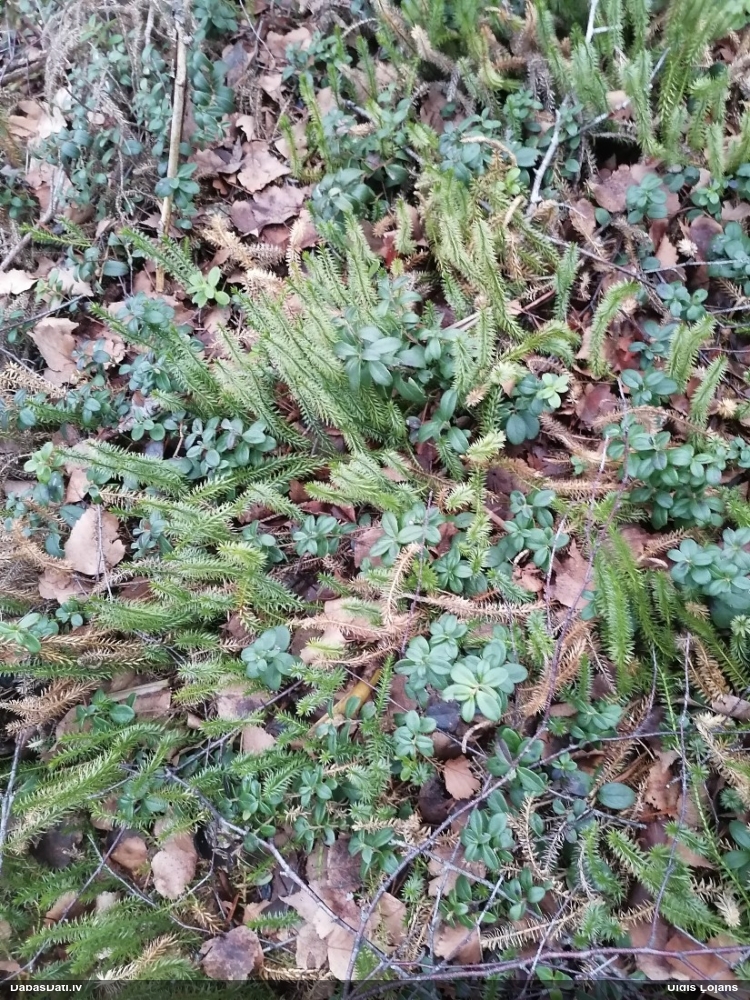 плаун годичный