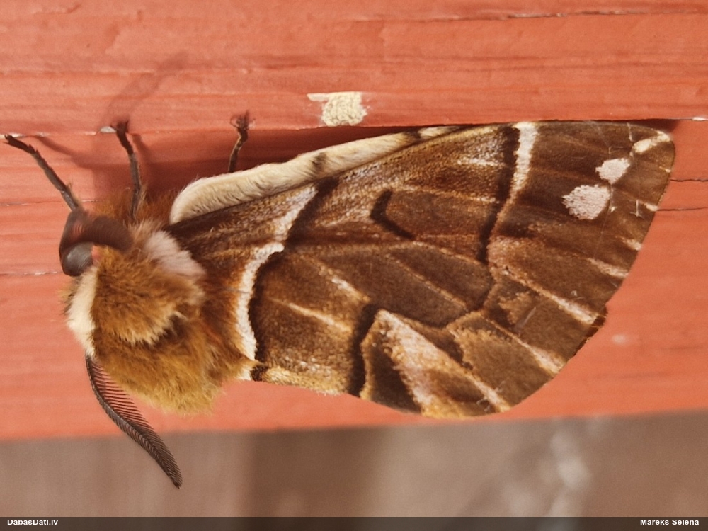 Bērzu raibvērpējs