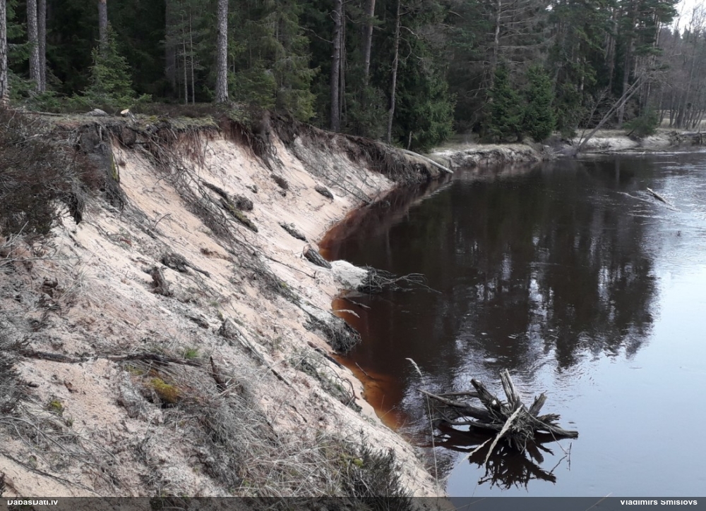 голубой зимородок