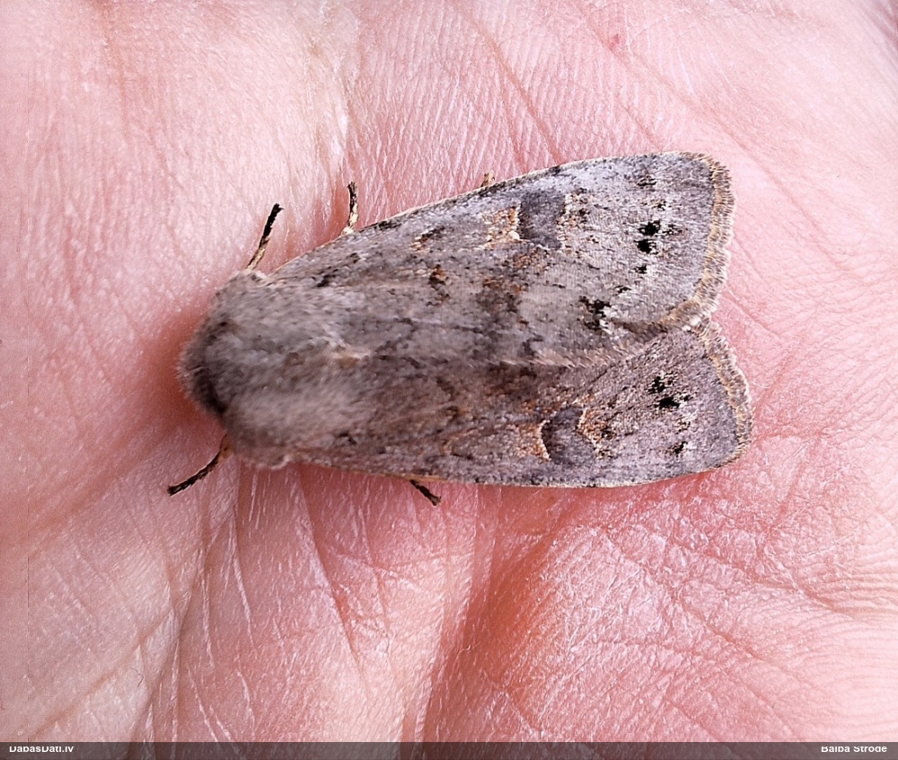 Apšu pavasarpūcīte