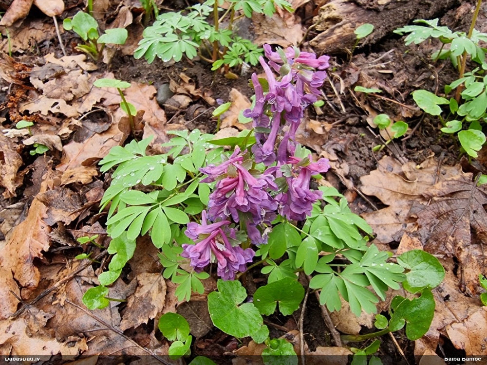 хохлатка плотная