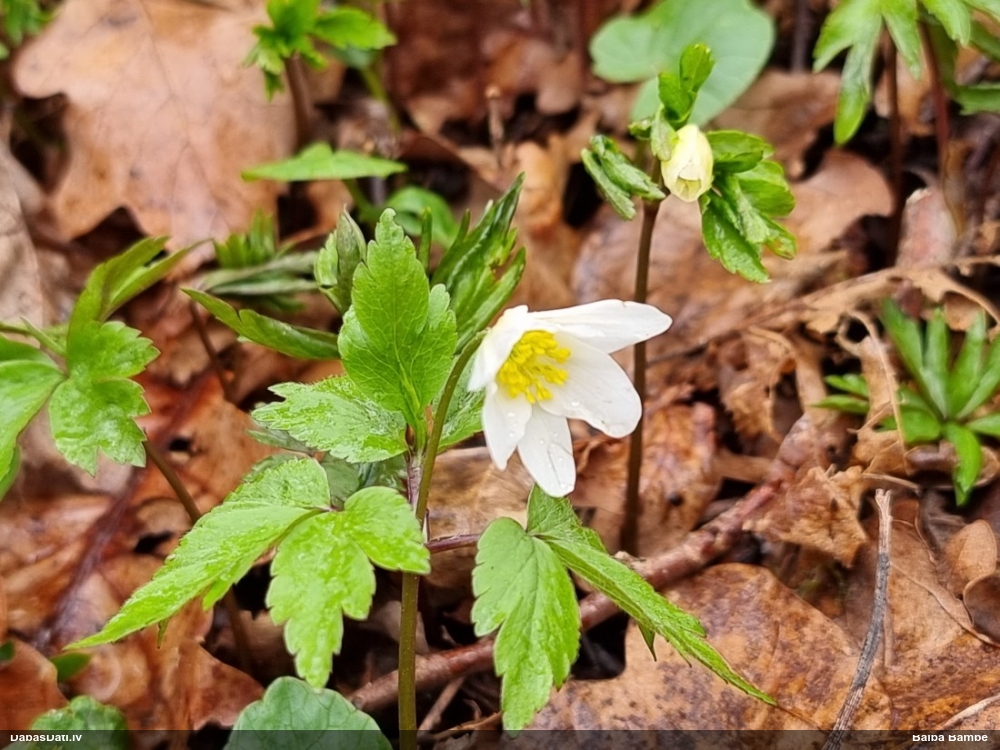 ветреница белая