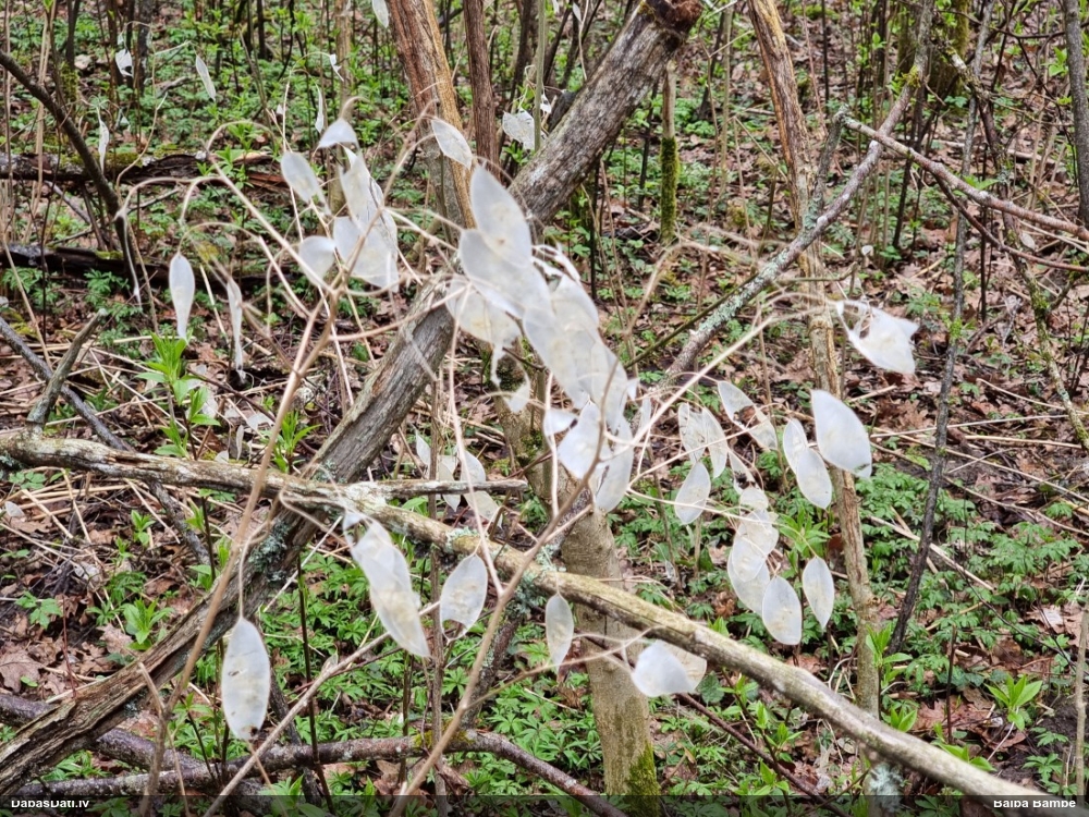 лунник многолетний