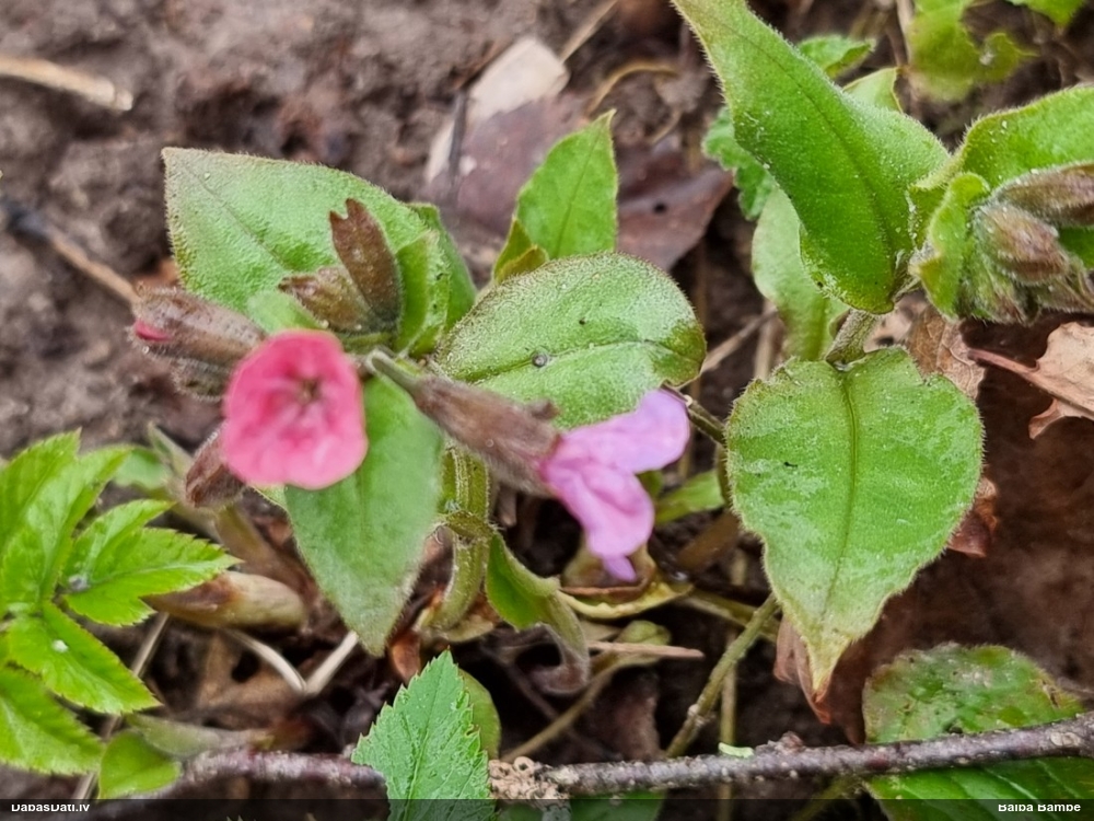 Tumšais lakacis (dziedniecības, ārstniecības lakacis)