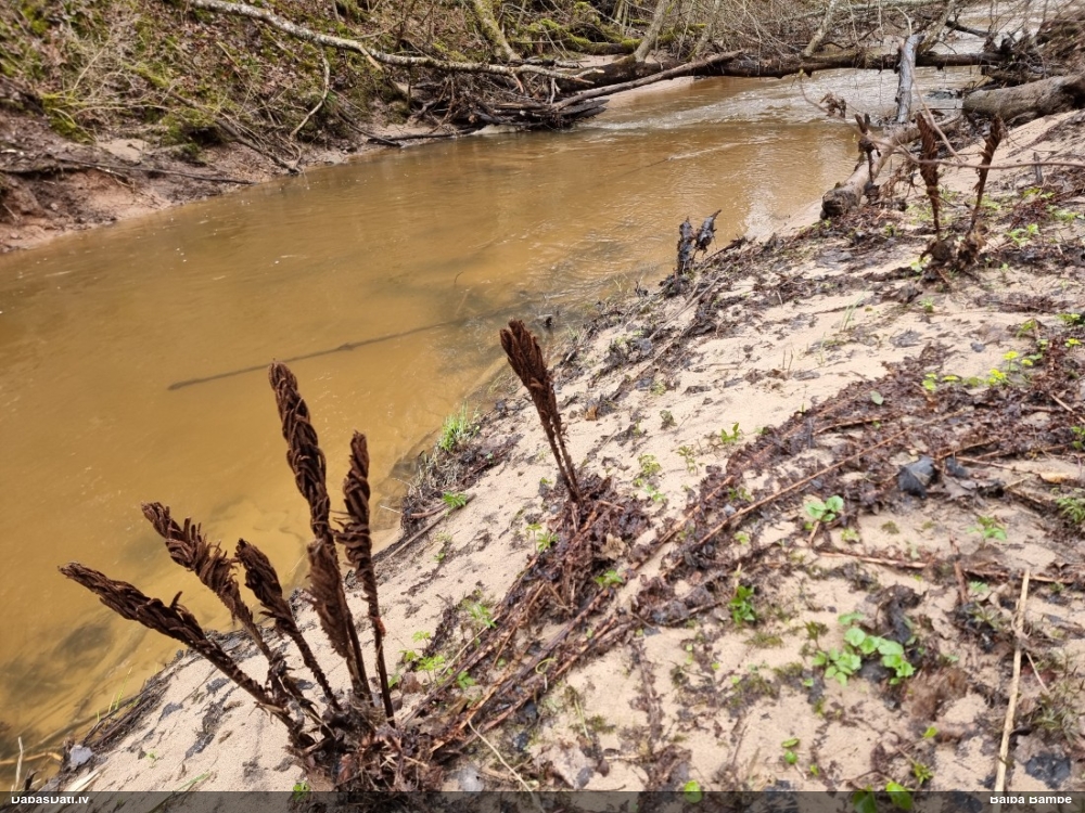 страусник обыкновенный