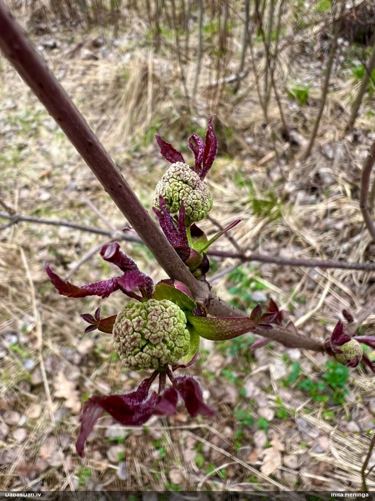 бузина красная
