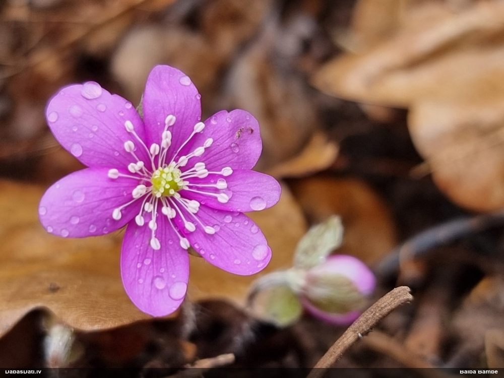 печеночница обыкновенная