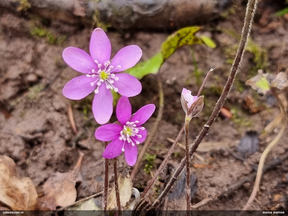 печеночница обыкновенная