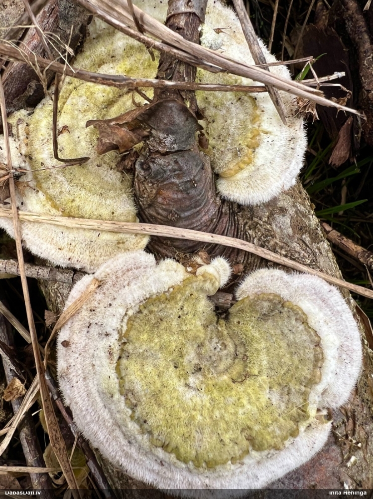 Sarainā tauriņpiepe