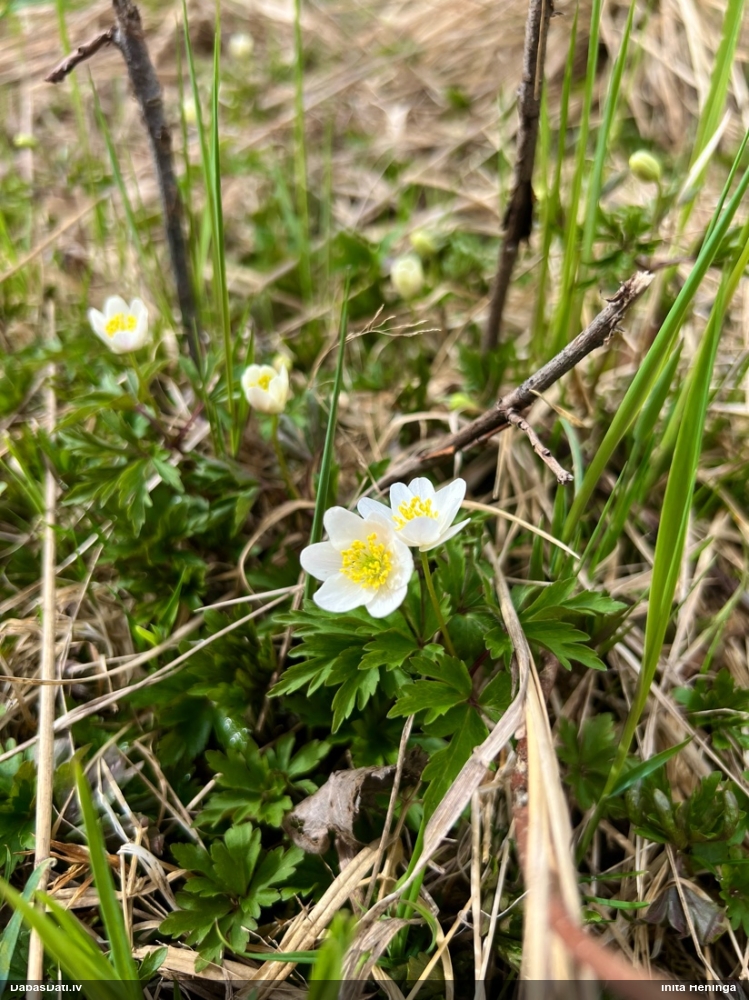ветреница белая