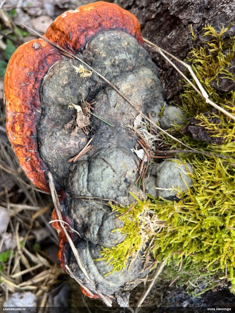 Окаймленный трутовик