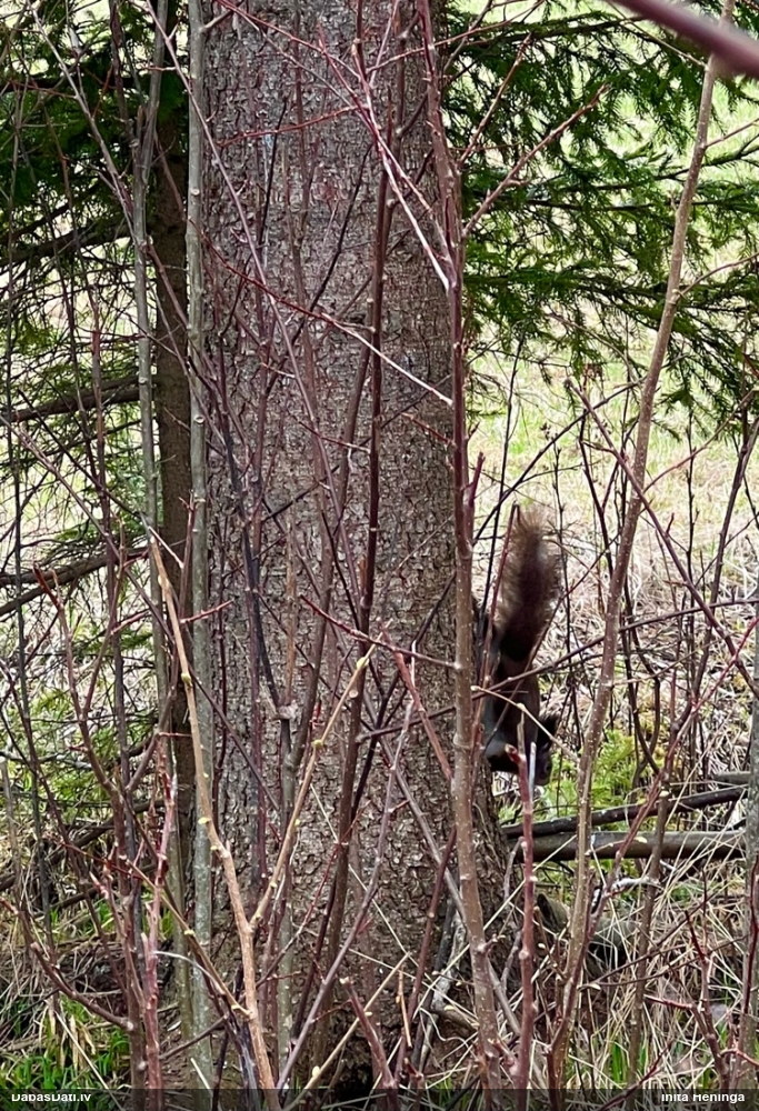 обыкновенная белка